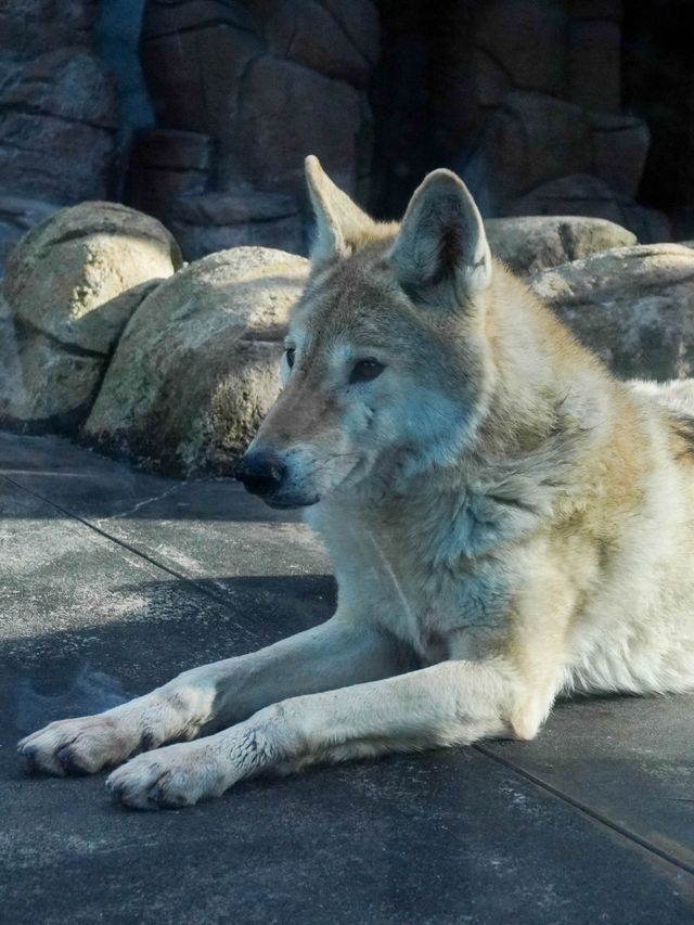 【建在市中心的古老動物園三大之一】
