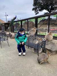 親子遊必去！ #伊豆仙人掌動物園