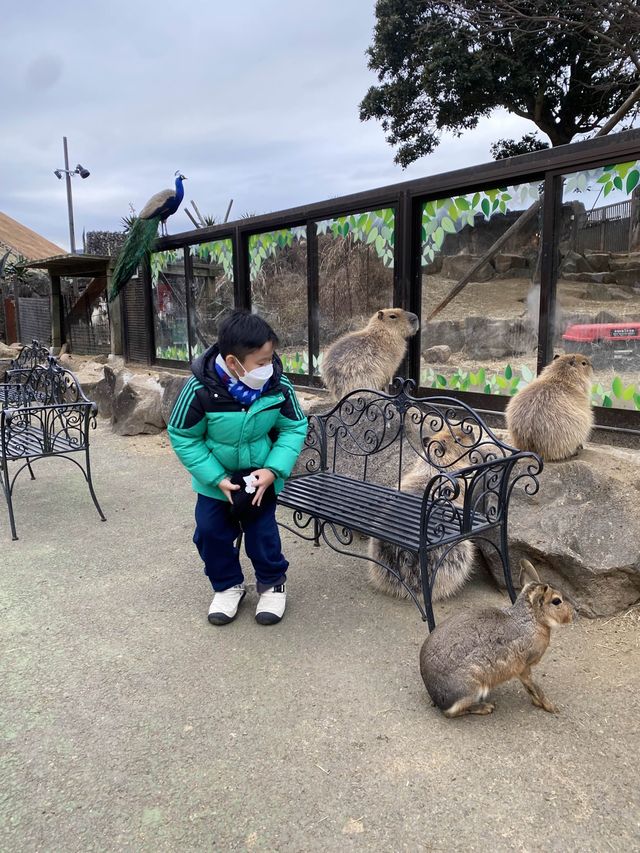 親子遊必去！ #伊豆仙人掌動物園