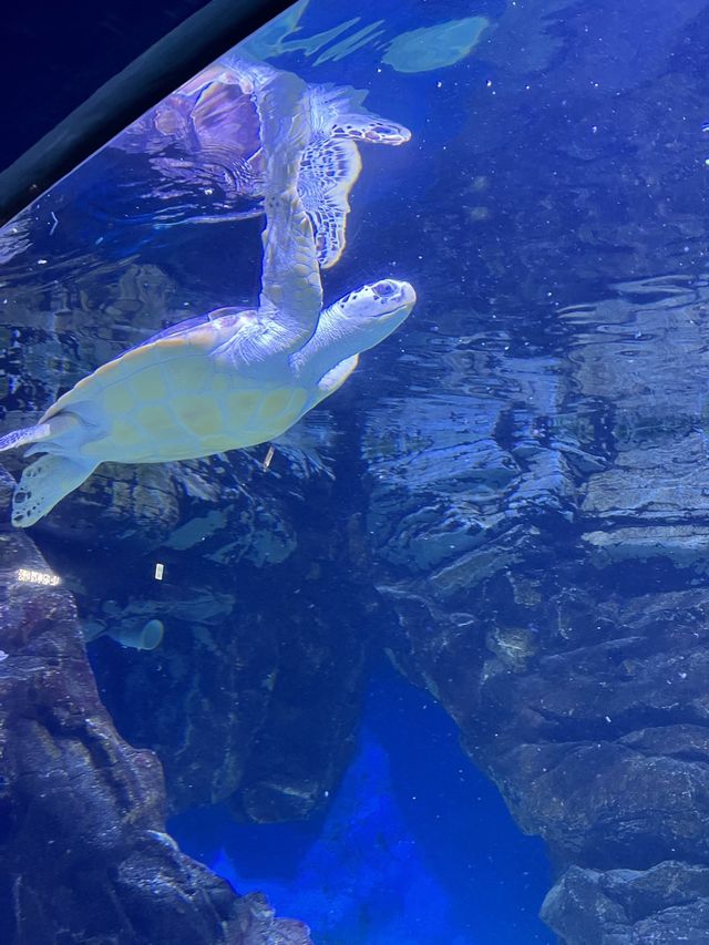 주말데이트로 아쿠아플라넷 일산에서 동심의 세계로 돌아가기🐠❤️