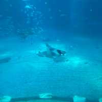 イトマキエイの観察ができるのは世界中探しても海遊館のみ！