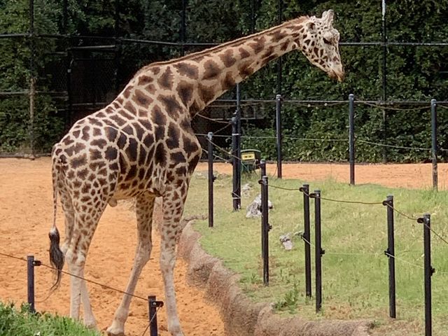 西澳珀斯動物園（Perth Zoo）🐨🐒🐯🦁🐷🐮🦒🦨🦜
