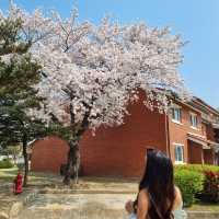 이국적인 벚꽃 스팟:: 용산공원 미군기지 부분개방부지🌸