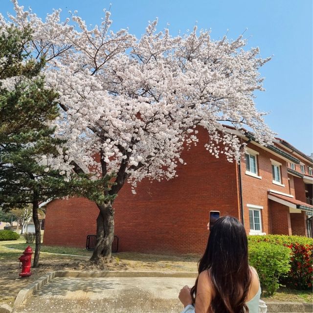 이국적인 벚꽃 스팟:: 용산공원 미군기지 부분개방부지🌸