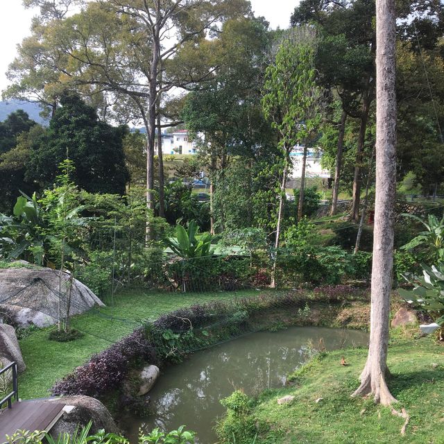 A Stunning 2 acres cafe in Balik Pulau!