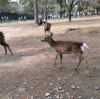 Feeding Nara Deer Everywhere 