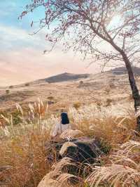 황금빛 억새로 물든 가을 황매산🌾