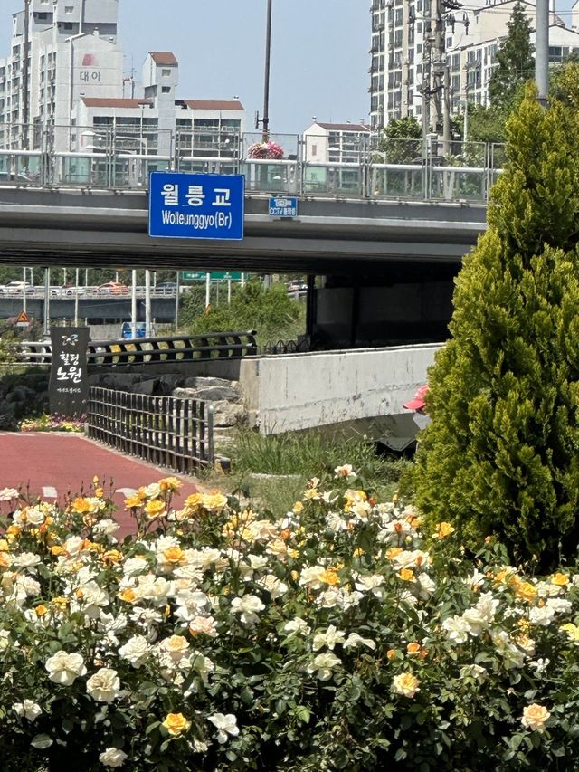❤️화려한 장미들의 집합소🌹중랑 장미공원❤️