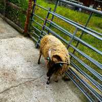 LOVELY ANIMAL FARM IN LONDON!