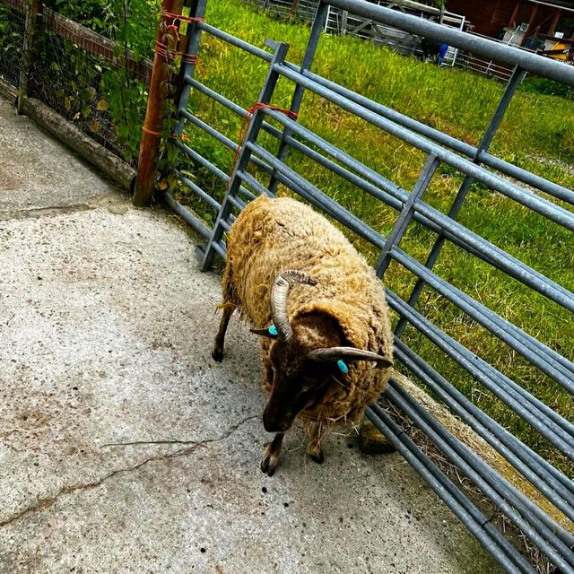 LOVELY ANIMAL FARM IN LONDON!