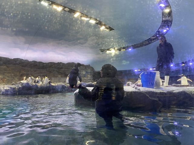 🐧Penguin Cove ❄️