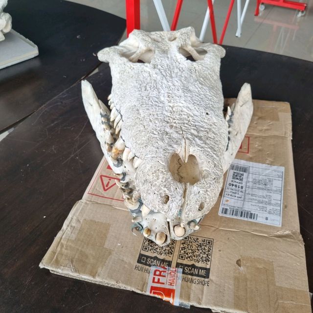 Where To Find 100 Year Old Crocodiles? 🐊