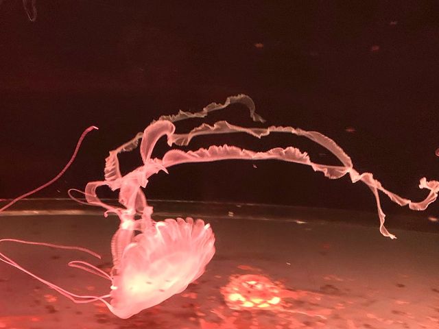 🪼有VR體驗嘅水族館😍