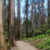 เดินเขากันที่ Dandenong ranges national park 🏞️ 