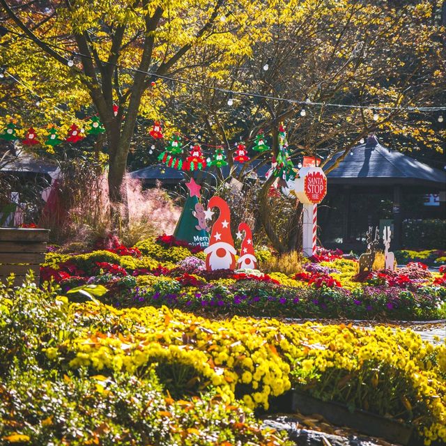 오색빛깔 만개한 월출산 국화축제 근황 🌼