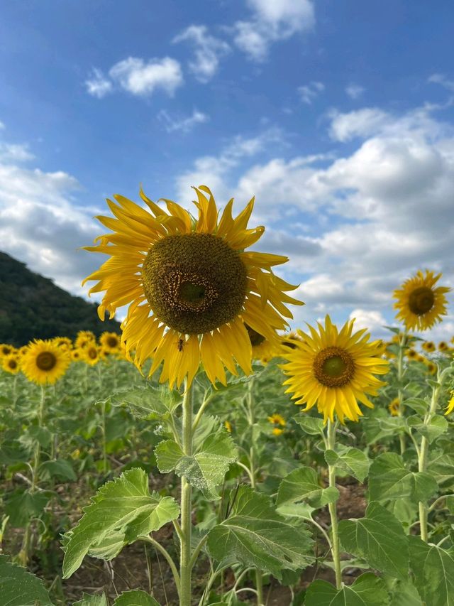 🌻ทุ่งทานตะวัน​ไร่คุณปู่​ ลพบุรี​