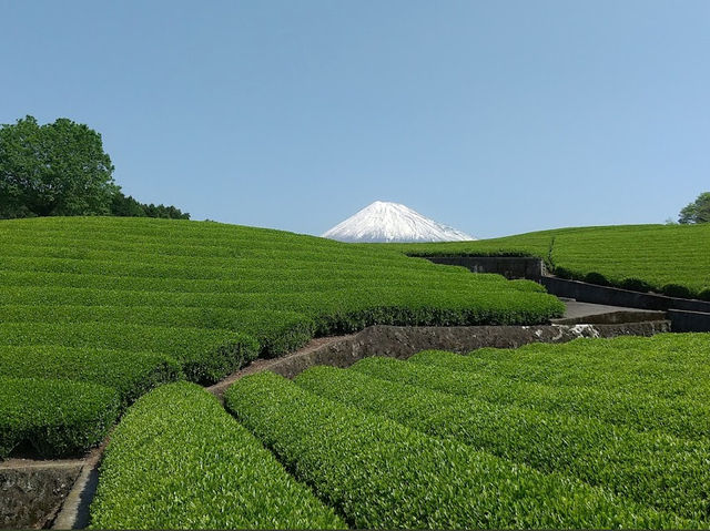 Obuchi Sasaba 