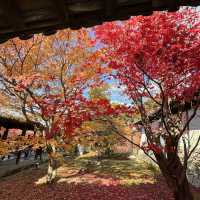 【京都】紅葉・青もみじ🍃想像を超えるスケールの自然美"東福寺"