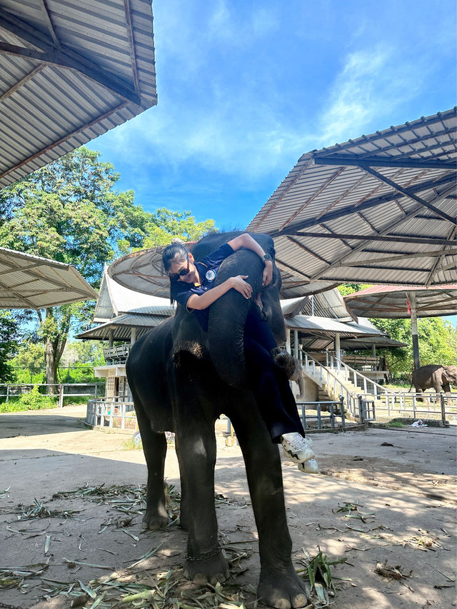ขี่งวงช้าง ถ่ายรูปกับเสือ ชมโชว์จระเข้ที่พัทยา🐊