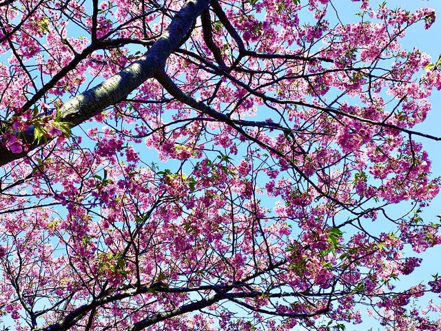 🇯🇵靜岡｜伊豆河津櫻🌸2月關東賞櫻首選