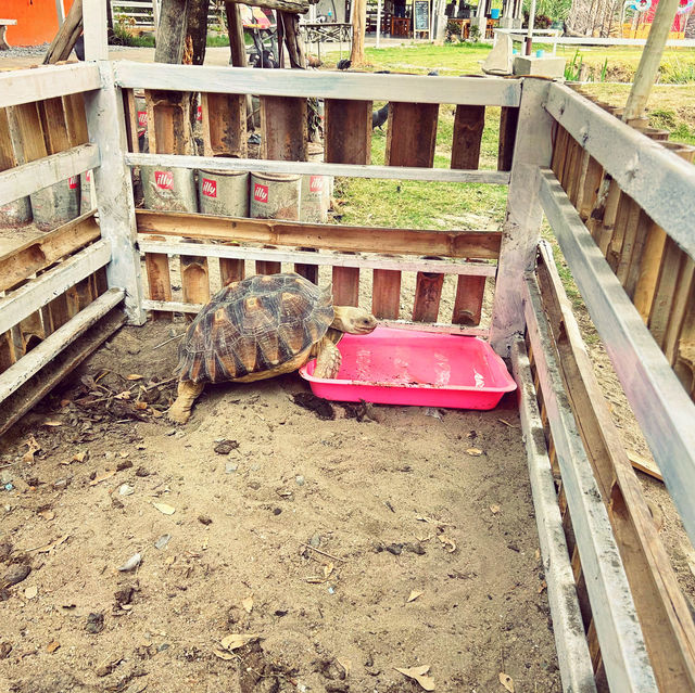Moori Moori 🐮 Play Farm