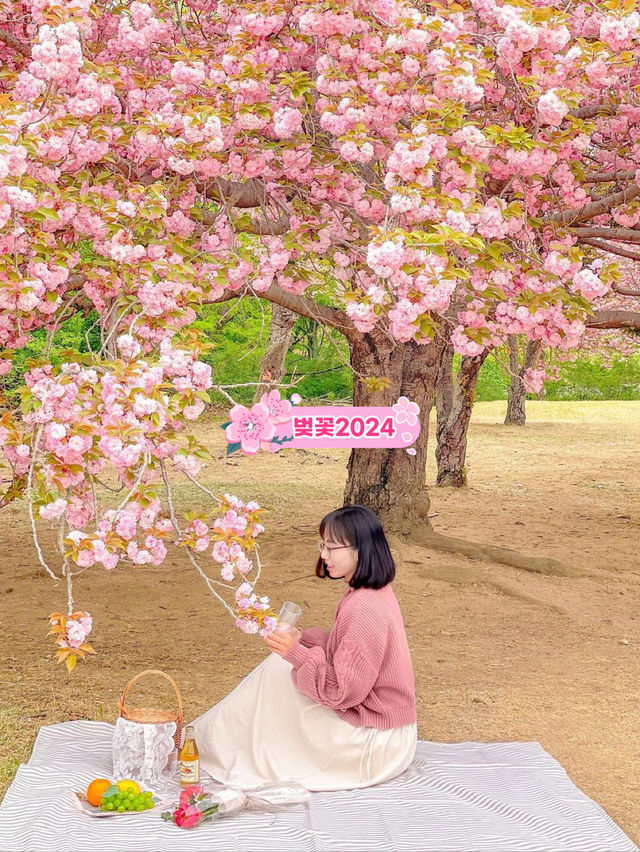 이번 주말, 겹벚꽃 보러 경주 다녀오셔요🌸♥️