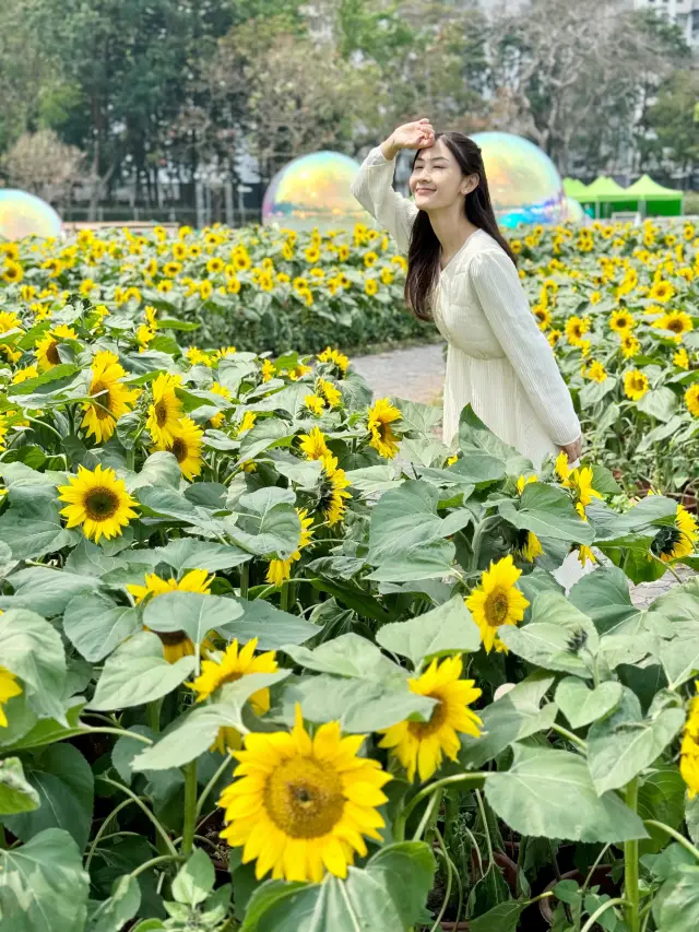 Hong Kong also has a stunning sunflower sea Hong Kong Flower Show 2024