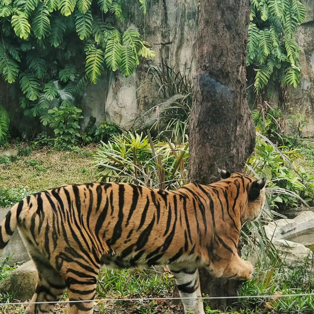 【金澤動物園】可愛動物表演，充實又開心的遊覽體驗！