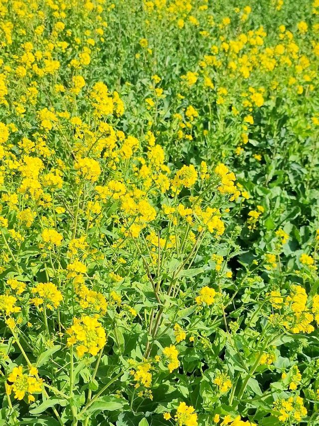 호미곶을 수놓는 유채꽃이 만개하고 있어요💛