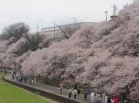 Harumeki Sakura ซากุระบานสวยที่ Kanagawa