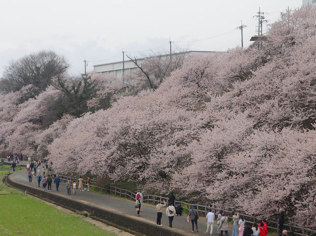 Harumeki Sakura ซากุระบานสวยที่ Kanagawa