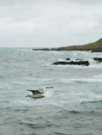 🇮🇸冰島東部 Borgarfjörður Eystri 🪹Puffins嘅集中地