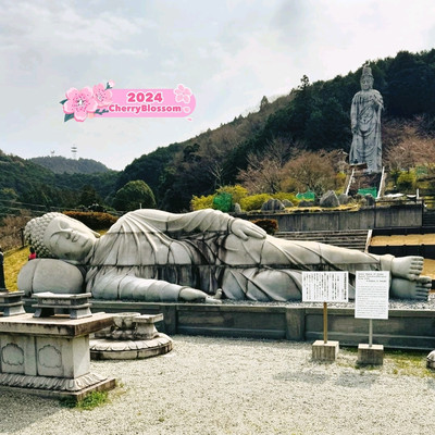Tsubosaka Dera Temple Cherry 🌸 Blossom | Trip.com Takatori Tsubosaka Dera Temple Cherry 🌸 Blossom | Trip.com Takatori