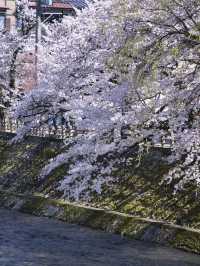 【岐阜・桜】岐阜観光の定番「飛騨高山」に桜🌸※周辺観光情報付き