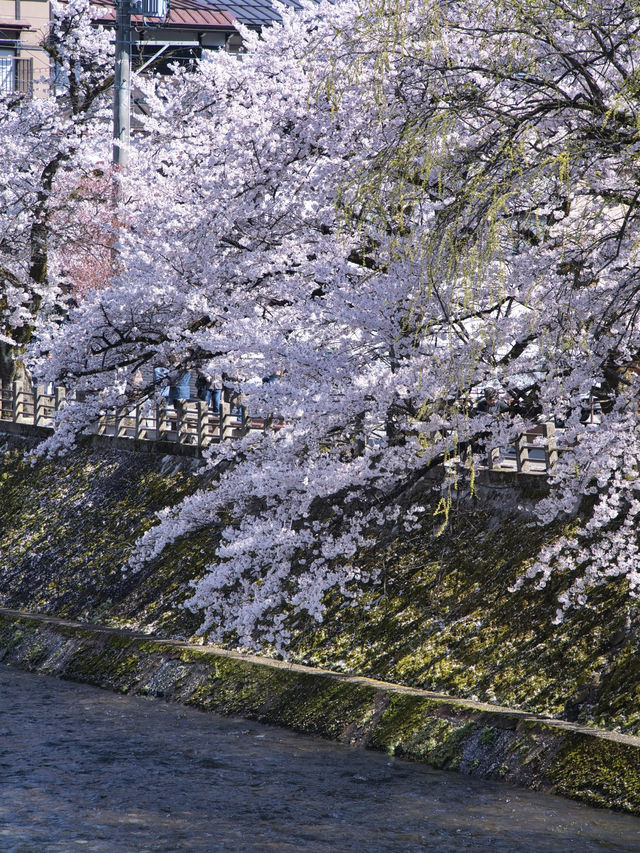 【岐阜・桜】岐阜観光の定番「飛騨高山」に桜🌸※周辺観光情報付き