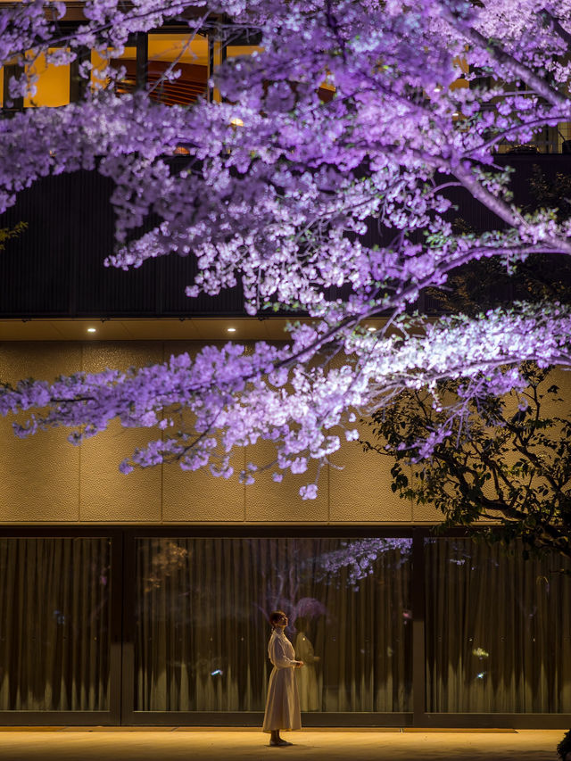 【桜が満開の今オススメ！🌸】八芳園の桜ライトアップがとても綺麗！✨