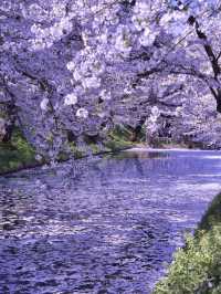 【青森・桜】その美しさ悶絶級🤩「やっば！えぐ！」しか出てこなくなる絶景🌸※アクセス攻略付き