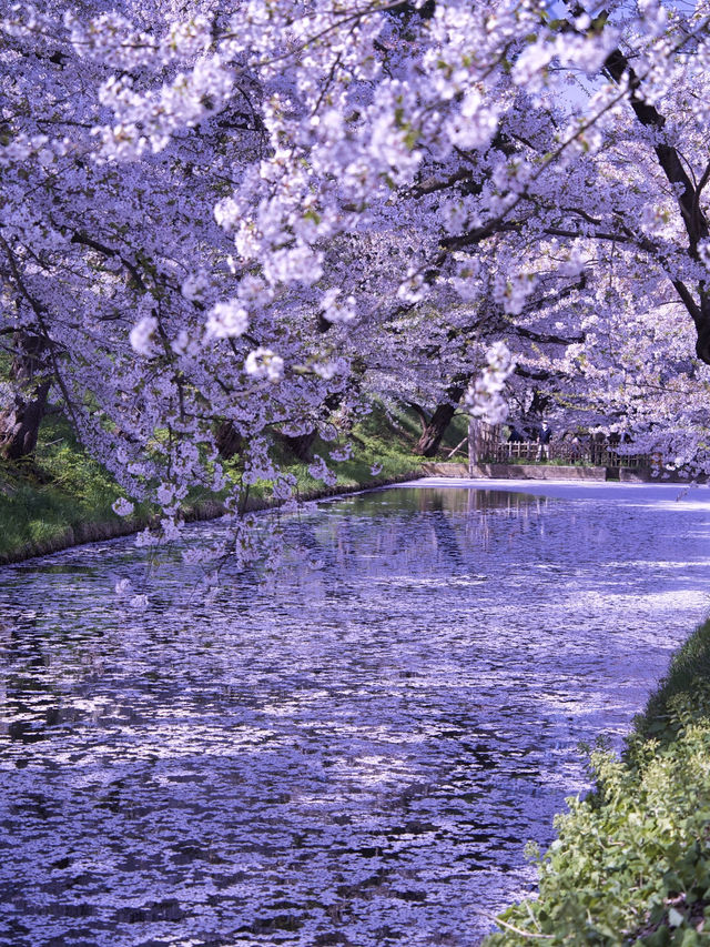 【青森・桜】その美しさ悶絶級🤩「やっば！えぐ！」しか出てこなくなる絶景🌸※アクセス攻略付き