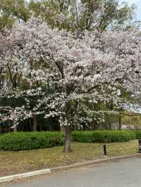 【2024年桜】満開前日の森ノ宮駅側