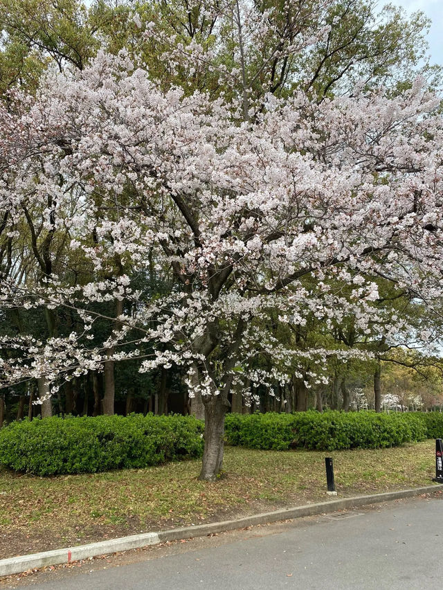 【2024年桜】満開前日の森ノ宮駅側
