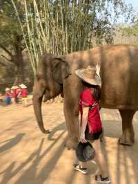 코끼리를 안고 쓰다듬고 씻겨줄수 있다?!🐘치앙마이 커쇼우 코끼리 캠프