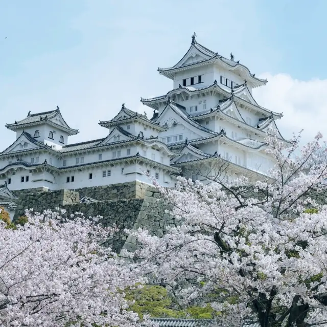 벚꽃으로 둘러쌓인 히메지 성 🌸