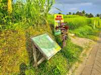 Jatiluwih Rice Terraces