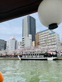 【大阪府】桜の季節限定の大川さくらクルーズを満喫