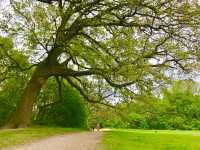 The serene beauty of this ancient heath🏴󠁧󠁢󠁥󠁮󠁧󠁿