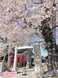 【伊勢原大神宮/神奈川県】桜咲き乱れる旧伊勢原村の鎮守
