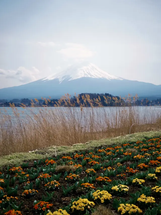 🇯🇵大石公園 富士山全景 必試提子雪糕 四季皆宜🗻