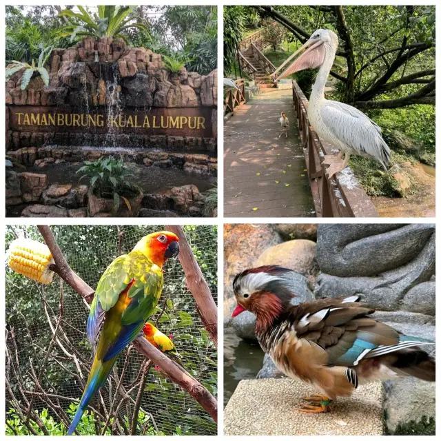 吉隆坡飛禽公園：多種鳥類、貓頭鷹、孔雀、鸚鵡，親近大自然的好去處