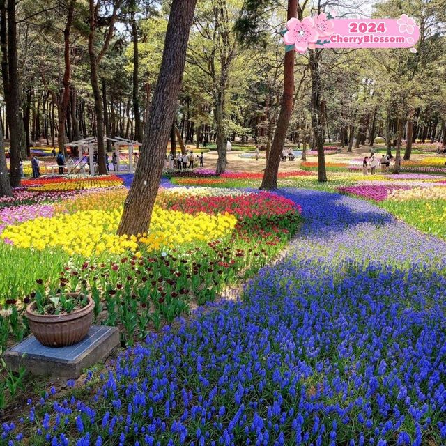 🪷 The beauty of Hitachi Seaside Park 🇯🇵