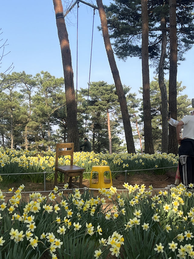 봄꽃 수선화 명소 서산 유기방가옥🥰
